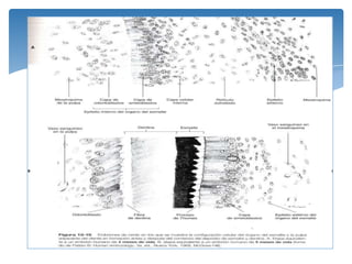 Consiste en unidades
estructurales distintivas,
los bastones o prismas de
esmalte.
 