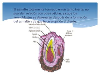 El esmalte totalmente formado en un tanto inerte; no
guardan relación con otras células, ya que los
ameloblastos se degeneran después de la formación
del esmalte y de que hace erupción el diente.
 
