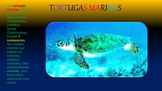 Las tortugas
marinas forman
parte de los
quelonioideos
(Clasificación
científica:
familia
Chelonioidea).
Existen 7
subespecies.
Son reptiles
marinos que
habitan en
todos los
océanos
tropicales. Son
exclusivamente
marinas, pero
tocan tierra
solamente para
anidar.
TORTUGAS MARINAS
 
