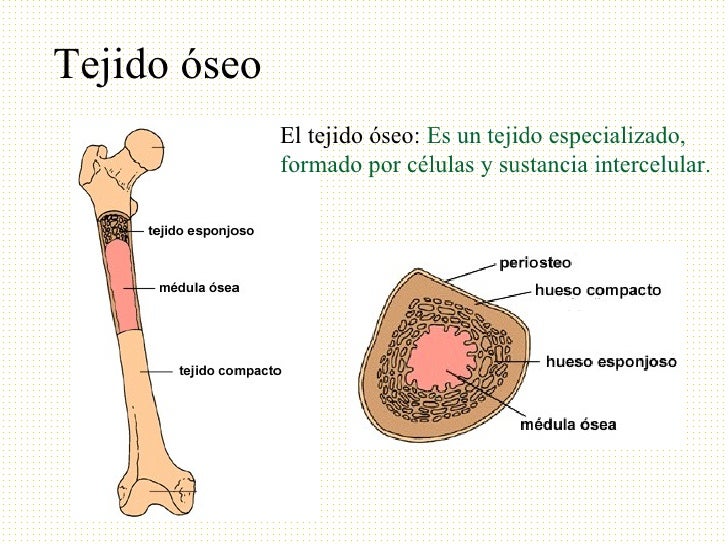 El esqueleto