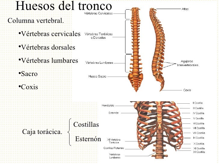 El esqueleto El esqueleto