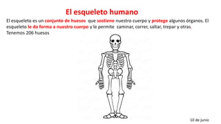 El esqueleto humano
10 de junio
El esqueleto es un conjunto de huesos que sostiene nuestro cuerpo y protege algunos órganos. El
esqueleto le da forma a nuestro cuerpo y le permite caminar, correr, saltar, trepar y otras.
Tenemos 206 huesos
 