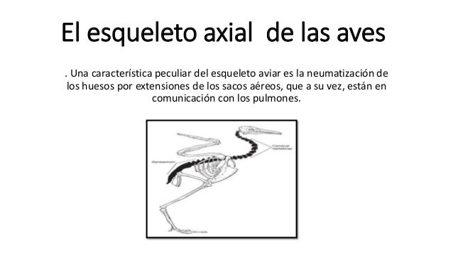 El Esqueleto Axial De Las Aves