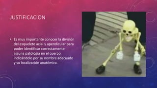 JUSTIFICACION
• Es muy importante conocer la división
del esqueleto axial y apendicular para
poder identificar correctamente
alguna patología en el cuerpo
indicándolo por su nombre adecuado
y su localización anatómica.
 