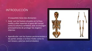 INTRODUCCIÓN
El esqueleto tiene dos divisiones:
• Axial: son los huesos situados en la línea
media y ellos soportan el peso del cuerpo
como la columna vertebral, este se encargan
principalmente de proteger los órganos
internos
• Apendicular: son los huesos pertenecientes a
las partes anexas a la línea media como lo
son brazos y piernas (extremidades)
 