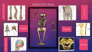 ESQUELETO AXIALC
O
L
U
T
n
A
vertebras
C
R
A
N
E
O
T
O
R
A
X
Esternón
clavículas
 