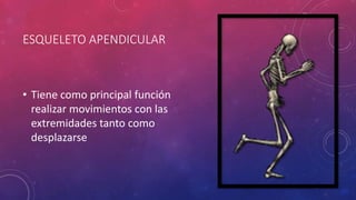 ESQUELETO APENDICULAR
• Tiene como principal función
realizar movimientos con las
extremidades tanto como
desplazarse
 