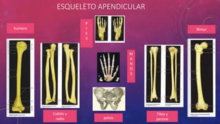 ESQUELETO APENDICULAR
humero
Cubito y
radio
P
I
E
S
M
A
N
O
S
pelvis
Tibia y
peroné
fémur
 