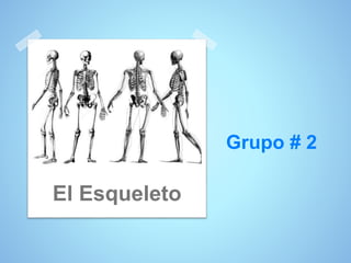 Grupo # 2
El Esqueleto
 