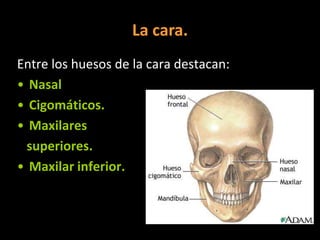 La cara.
Entre los huesos de la cara destacan:
• Nasal
• Cigomáticos.
• Maxilares
superiores.
• Maxilar inferior.

 