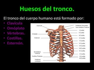 Huesos del tronco.
El tronco del cuerpo humano está formado por:
• Clavícula
• Omóplato
• Vértebras.
• Costillas.
• Esternón.

 