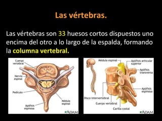 Las vértebras.
Las vértebras son 33 huesos cortos dispuestos uno
encima del otro a lo largo de la espalda, formando
la columna vertebral.

 