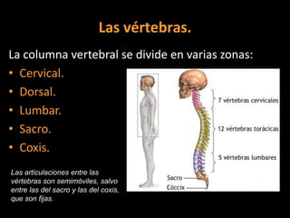Las vértebras.
La columna vertebral se divide en varias zonas:
• Cervical.
• Dorsal.
• Lumbar.
• Sacro.
• Coxis.
Las articulaciones entre las
vértebras son semimóviles, salvo
entre las del sacro y las del coxis,
que son fijas.

 