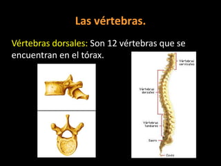 Las vértebras.
Vértebras dorsales: Son 12 vértebras que se
encuentran en el tórax.

 