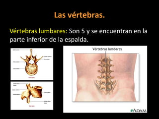 Las vértebras.
Vértebras lumbares: Son 5 y se encuentran en la
parte inferior de la espalda.

 