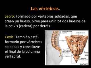 Las vértebras.
Sacro: Formado por vértebras soldadas, que
crean un hueso. Sirve para unir los dos huesos de
la pelvis (cadera) por detrás.

Coxis: También está
formado por vértebras
soldadas y constituye
el final de la columna
vertebral.

 