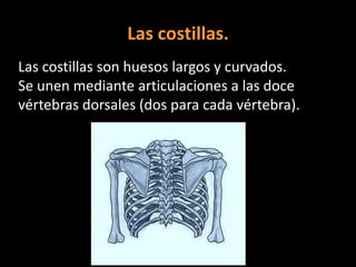 Las costillas.
Las costillas son huesos largos y curvados.
Se unen mediante articulaciones a las doce
vértebras dorsales (dos para cada vértebra).

 