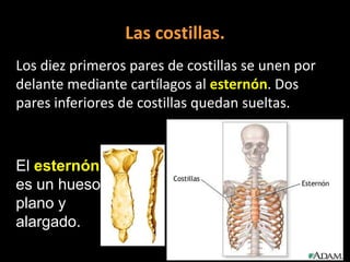 Las costillas.
Los diez primeros pares de costillas se unen por
delante mediante cartílagos al esternón. Dos
pares inferiores de costillas quedan sueltas.

El esternón
es un hueso
plano y
alargado.

 