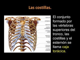 Las costillas.
El conjunto
formado por
las vértebras
superiores del
tronco, las
costillas y el
esternón se
llama caja
torácica.

 