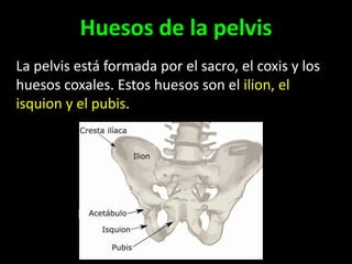 Huesos de la pelvis
La pelvis está formada por el sacro, el coxis y los
huesos coxales. Estos huesos son el ilion, el
isquion y el pubis.

 