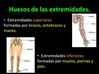 Huesos de las extremidades.
• Extremidades superiores
formadas por brazos, antebrazos y
manos.

• Extremidades inferiores
formadas por muslos, piernas y
pies.

 