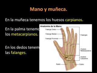 Mano y muñeca.
En la muñeca tenemos los huesos carpianos.
En la palma tenemos
los metacarpianos.
En los dedos tenemos
las falanges.

 