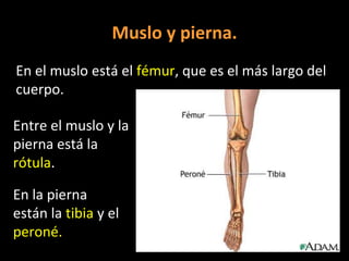 Muslo y pierna.
En el muslo está el fémur, que es el más largo del
cuerpo.
Entre el muslo y la
pierna está la
rótula.

En la pierna
están la tibia y el
peroné.

 