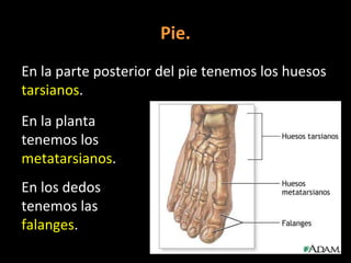 Pie.
En la parte posterior del pie tenemos los huesos
tarsianos.
En la planta
tenemos los
metatarsianos.
En los dedos
tenemos las
falanges.

 