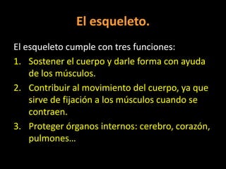 El esqueleto.
El esqueleto cumple con tres funciones:
1. Sostener el cuerpo y darle forma con ayuda
de los músculos.
2. Contribuir al movimiento del cuerpo, ya que
sirve de fijación a los músculos cuando se
contraen.
3. Proteger órganos internos: cerebro, corazón,
pulmones…

 