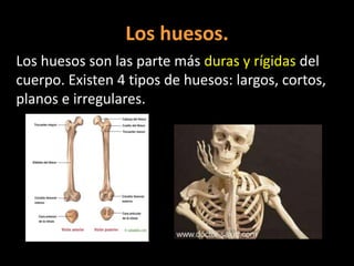 Los huesos.
Los huesos son las parte más duras y rígidas del
cuerpo. Existen 4 tipos de huesos: largos, cortos,
planos e irregulares.

 
