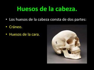 Huesos de la cabeza.
• Los huesos de la cabeza consta de dos partes:

• Cráneo.
• Huesos de la cara.

 