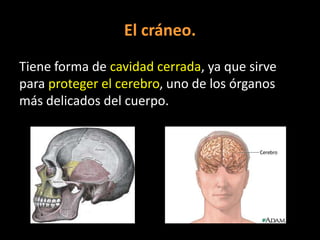 El cráneo.
Tiene forma de cavidad cerrada, ya que sirve
para proteger el cerebro, uno de los órganos
más delicados del cuerpo.

 