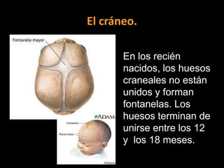 El cráneo.
En los recién
nacidos, los huesos
craneales no están
unidos y forman
fontanelas. Los
huesos terminan de
unirse entre los 12
y los 18 meses.

 