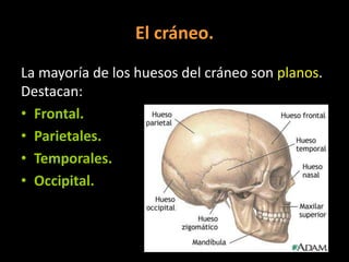 El cráneo.
La mayoría de los huesos del cráneo son planos.
Destacan:
• Frontal.
• Parietales.
• Temporales.
• Occipital.

 