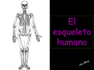 El
esqueleto
humano

 