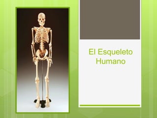 El Esqueleto
Humano
 