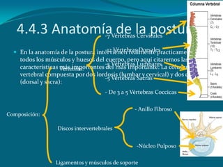 4.4.3 Anatomía de la postura      -7 Vértebras Cervicales

                                    -12 Vértebras Dorsales
   ...