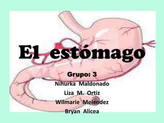 El estómago
       Grupo: 3
   Nihurka Maldonado
      Liza M. Ortiz
   Wilmarie Melendez
      Bryan Alicea
 