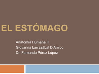EL ESTÓMAGO
  Anatomía Humana II
  Giovanna Larrazábal D’Amico
  Dr. Fernando Pérez López
 