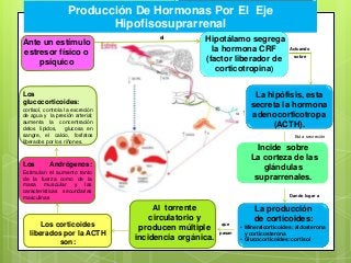 Producción De Hormonas Por El Eje
Hipofisosuprarrenal
Hipotálamo segrega
la hormona CRF
(factor liberador de
corticotropina)
La hipófisis, esta
secreta la hormona
adenocorticotropa
(ACTH).
Ante un estímulo
estresor físico o
psíquico
Actuando
sobre
Esta secreción
Incide sobre
La corteza de las
glándulas
suprarrenales.
La producción
de corticoides:
• Mineralcorticoides: aldosterona
y corticosterona
• Glucocorticoides: cortisol
que
pasan
el
Al torrente
circulatorio y
producen múltiple
incidencia orgánica.
Dando lugar a
Los corticoides
liberados por la ACTH
son:
Los
glucocorticoides:
cortisol, controla la excreción
de agua y la presión arterial;
aumenta la concentración
delos lípidos, glucosa en
sangre, el calcio, fosfatos
liberados por los riñones.
Los Andrógenos:
Estimulan el aumento tanto
de la fuerza como de la
masa muscular y las
características secundarias
masculinas
 