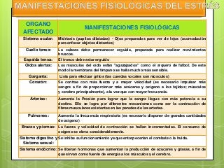 ORGANO
AFECTADO
MANIFESTACIONES FISIOLÓGICAS
Sistema ocular: Midriasis (pupilas dilatadas) - Ojos preparados para ver de lejos (acomodación
para enfocar objetos distantes)
Cuello tenso: La cabeza debe permanecer erguida, preparada para realizar movimientos
bruscos.
Espalda tensa: El tronco debe estar erguido
Oídos alertas: Los músculos del oído están "agazapados" como el arquero de fútbol. De este
modo la membrana del tímpano se halla mucho más sensible.
Garganta: Lista para efectuar gritos (las cuerdas vocales son músculos)
Corazón: Se contrae con más fuerza y a mayor velocidad (es necesario impulsar más
sangre a fin de proporcionar más azúcares y oxígeno a los tejidos; músculos
y cerebro principalmente), a la vez que con mayor frecuencia.
Arterias: Aumenta la Presión para lograr que la sangre llegue con más potencia a su
destino. Ello se logra por diferentes mecanismos como ser la contracción de
fibras musculares existentes en las paredes de las arterias.
Pulmones: Aumenta la frecuencia respiratoria (es necesario disponer de grandes cantidades
de oxígeno)
Brazos y piernas: La fuerza y velocidad de contracción se hallan incrementadas. El consumo de
oxígeno se eleva considerablemente.
Sistema digestivo y
Sistema sexual:
Se inhibe su funcionamiento ya que entorpecerían el combate o la huida.
Sistema endócrino: Se liberan hormonas que aumentan la producción de azucares y grasas, a fin de
que sirvan como fuente de energía a los músculos y el cerebro.
 