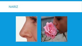 NARIZ
 