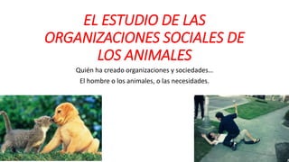 EL ESTUDIO DE LAS
ORGANIZACIONES SOCIALES DE
LOS ANIMALES
Quién ha creado organizaciones y sociedades…
El hombre o los animales, o las necesidades.
 