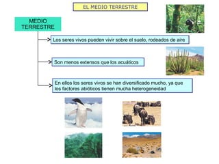 EL MEDIO TERRESTRE
MEDIO
TERRESTRE
Los seres vivos pueden vivir sobre el suelo, rodeados de aireLos seres vivos pueden vivir sobre el suelo, rodeados de aire
Son menos extensos que los acuáticosSon menos extensos que los acuáticos
En ellos los seres vivos se han diversificado mucho, ya que
los factores abióticos tienen mucha heterogeneidad
En ellos los seres vivos se han diversificado mucho, ya que
los factores abióticos tienen mucha heterogeneidad
 