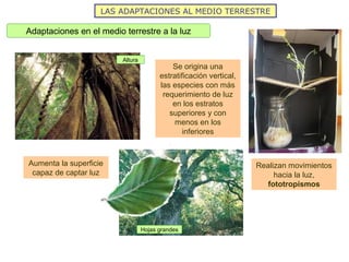LAS ADAPTACIONES AL MEDIO TERRESTRE
Adaptaciones en el medio terrestre a la luz
Hojas grandes
Altura
Se origina una
estratificación vertical,
las especies con más
requerimiento de luz
en los estratos
superiores y con
menos en los
inferiores
Aumenta la superficie
capaz de captar luz
Realizan movimientos
hacia la luz,
fototropismos
 