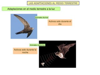 LAS ADAPTACIONES AL MEDIO TERRESTRE
Adaptaciones en el medio terrestre a la luz
Animales diurnos
Activos solo durante el
día
Animales nocturnos
Activos solo durante la
noche
 