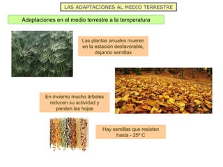 LAS ADAPTACIONES AL MEDIO TERRESTRE
Adaptaciones en el medio terrestre a la temperatura
Las plantas anuales mueren
en la estación desfavorable,
dejando semillas
En invierno mucho árboles
reducen su actividad y
pierden las hojas
Hay semillas que resisten
hasta - 25º C
 