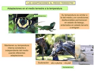 LAS ADAPTACIONES AL MEDIO TERRESTRE
Adaptaciones en el medio terrestre a la temperatura
Poiquilotermos
Su temperatura es similar a
la del medio y en condiciones
desfavorables permanecen
en estado de letargo,
enterrados en estado larvario
o emigran
Homeotermos
Mantienen su temperatura
interna constante e
independiente del medio
usando diferentes
adaptaciones
Gruesas capas de grasa bajo la pielCubiertas de pelo o plumaSudoración
 
