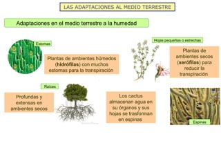 LAS ADAPTACIONES AL MEDIO TERRESTRE
Adaptaciones en el medio terrestre a la humedad
Estomas
Plantas de ambientes húmedos
(hidrófilas) con muchos
estomas para la transpiración
Hojas pequeñas o estrechas
Plantas de
ambientes secos
(xerófilas) para
reducir la
transpiración
Raíces
Profundas y
extensas en
ambientes secos
Espinas
Los cactus
almacenan agua en
su órganos y sus
hojas se trasforman
en espinas
 