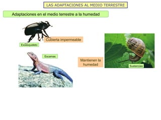 LAS ADAPTACIONES AL MEDIO TERRESTRE
Adaptaciones en el medio terrestre a la humedad
Exoesqueleto
Cubierta impermeable
Sustancias
Mantienen la
humedad
Escamas
 